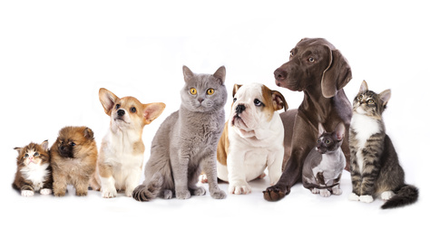 Don de chien par la SPA: la clause interdisant la cession de l'animal sans l'accord de la SPA n'est pas abusive