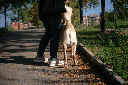 Propriétaire de chien - Crédit photo : © lpictures - Fotolia.com
